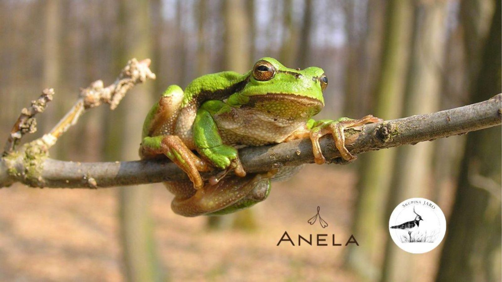 🎧 Příroda není jen o barvách ale i o hlasech